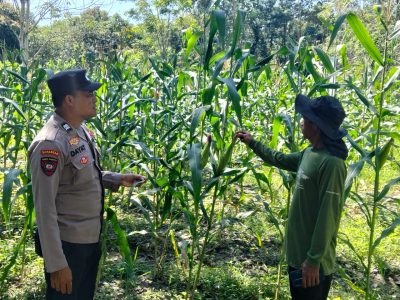 Polsek Tanta Dampingi Petani Lewat Monitoring Lahan Jagung Hibrida, Perkuat Ketahanan Pangan 2026