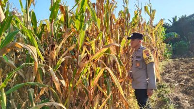 Menjelang Panen, Polsek Jaro Monitoring Lahan Jagung Pakan Milik Petani Desa Muang