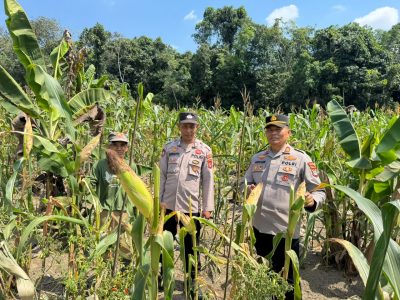 Polsek Muara Harus Pantau Pertumbuhan Jagung Pakan di Desa Padangin, Dukung Ketahanan Pangan Nasional