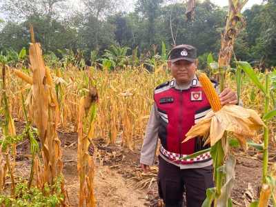 Personil Polsek Muara Harus Monitoring Pertumbuhan Jagung Pakan di Desa Padangin