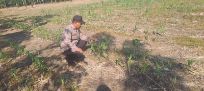 Polsek Muara Harus Monitoring Pertumbuhan Jagung Pakan di Desa Harus