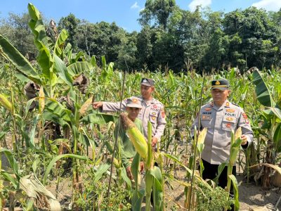 Kapolsek Muara Harus Cek Langsung Pertumbuhan Jagung Pakan di Desa Padangin