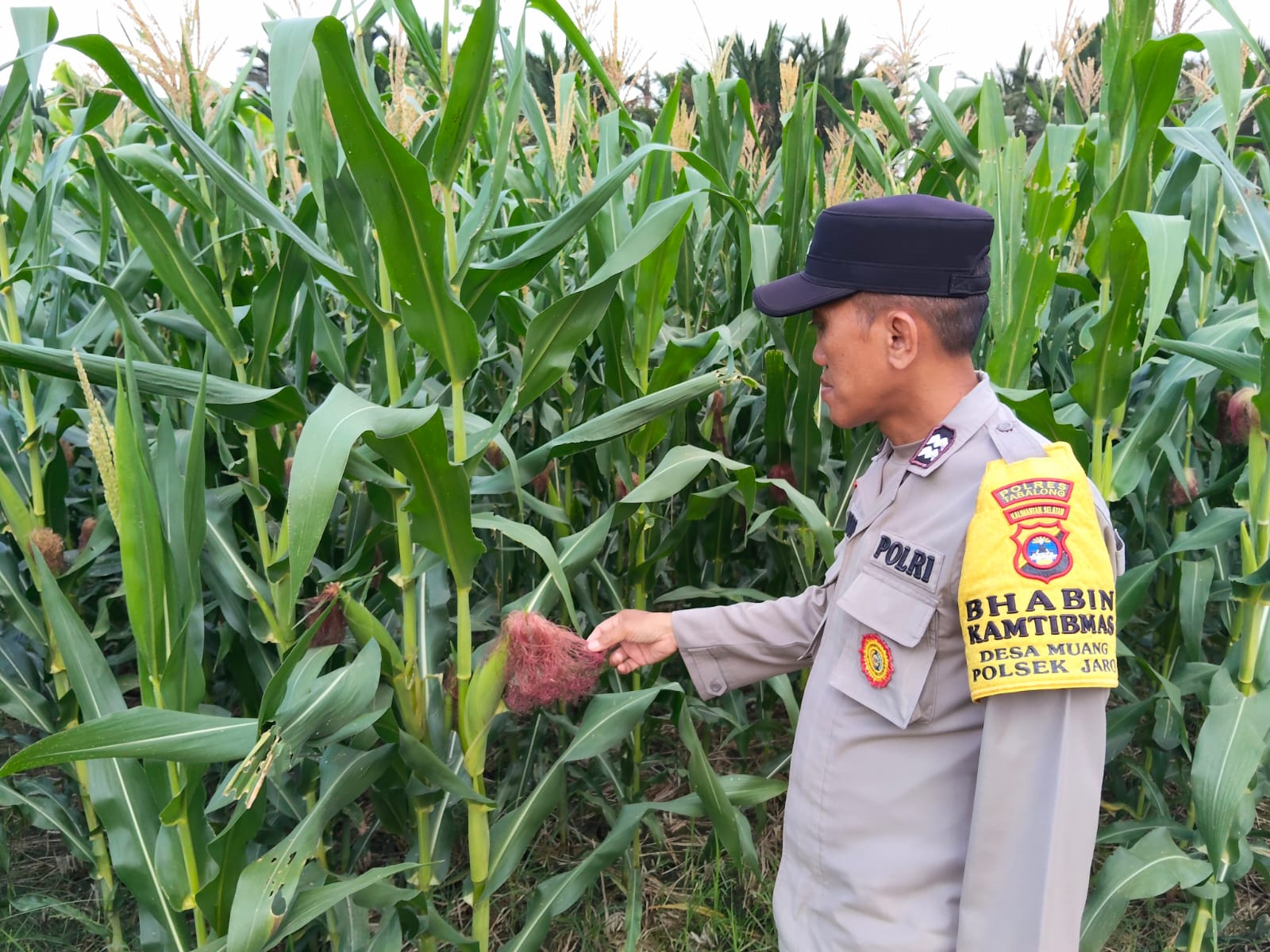Bhabinkamtibmas Polsek Jaro Intensif Monitoring Tanaman Jagung, Wujud Nyata Dukungan Polri terhadap Ketahanan Pangan Nasional