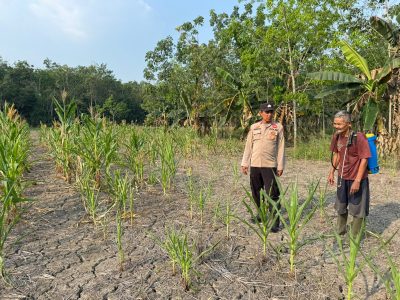Polsek Muara Harus Cek Tanaman Jagung Pakan di Desa Harus, Ditemukan Kendala Kekeringan dan Serangan Hama