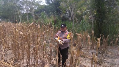 Polsek Tanta Dampingi Petani, Cek Lahan Jagung Hibrida Poktan Panca Warga Jelang Panen