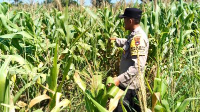 Polsek Jaro Cek Pertumbuhan Jagung Pakan di Desa Muang, Hadapi Kendala Cuaca Panas dan Tadah Hujan