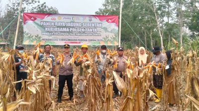 Polres Tabalong Panen Jagung Kuartal III, Dukung Ketahanan Pangan di Tengah Kemarau Panjang
