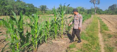 Polsek Muara Harus Lakukan Pengecekan Tumbuh Kembang Jagung Pakan di Desa Harus
