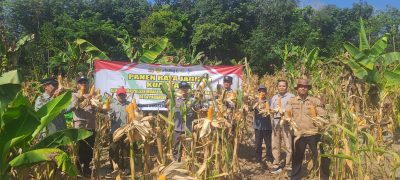 Panen Raya Jagung Kuartal III di Desa Padangin, Polsek Muara Harus Dukung Swasembada Pangan
