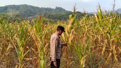 Peduli Petani, Polsek Jaro Cek Pertumbuhan Jagung Pakan di Desa Muang