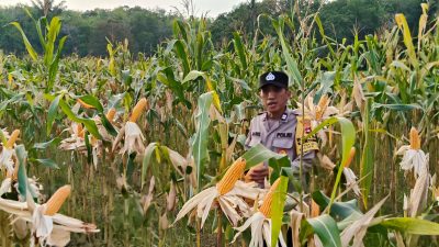 Polsek Jaro Cek Pertumbuhan Jagung Pakan Hibrida di Desa Muang, Dukung Ketahanan Pangan